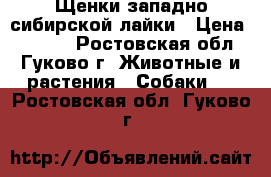 Щенки западно-сибирской лайки › Цена ­ 3 000 - Ростовская обл., Гуково г. Животные и растения » Собаки   . Ростовская обл.,Гуково г.